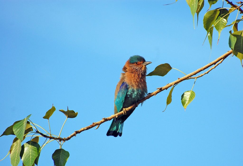 Pájaro busca amor