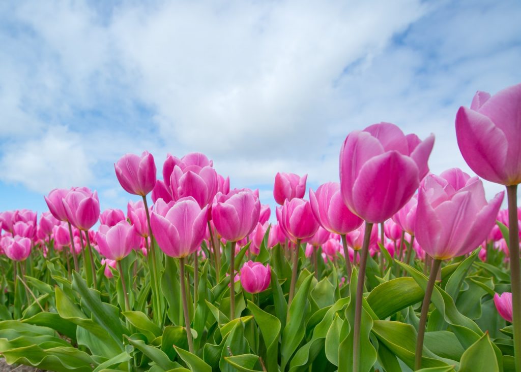Tiempo de primavera 